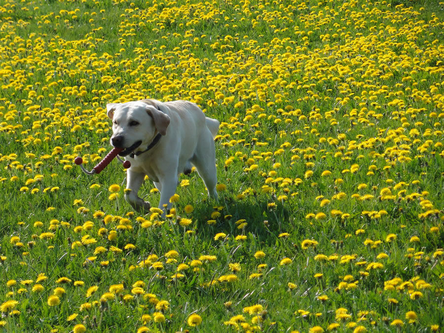 Urlaub mit Hund